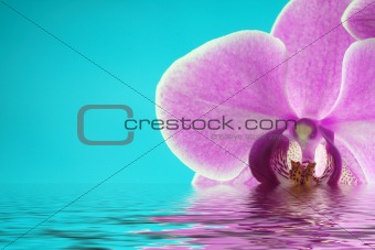 Orchid Series