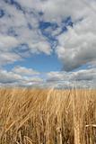 Field with wheat on a background of the sky with clouds