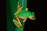Forest tree frog