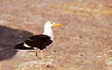Cape Gull (Larus Vetula) standing on the rock