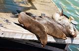 Four seals lying on the wooden deck