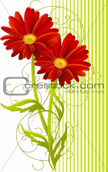 two gerbera flower background 