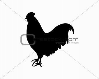Black silhouette of a cock on white