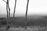 Black and white Birch Trees