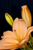 Orange Asiatic Lily with unopened buds