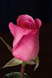 A beautiful single pink rose