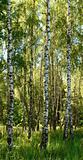 Birches in forest