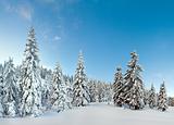winter mountain forest