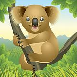 Baby Animal collection: Koala