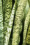 Abstract of Snake Plant