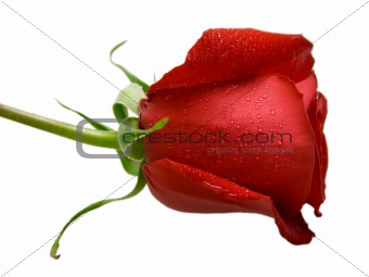 Wet red rose