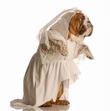 dog dressed up as bride