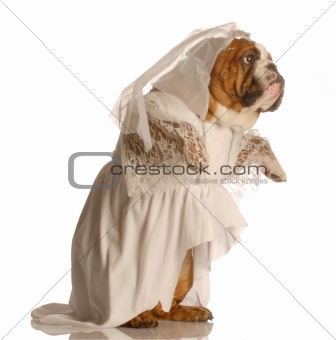 dog dressed up as bride