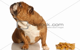 dog turning nose up at biscuits