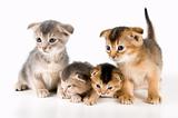 Kittens in studio  on a neutral background