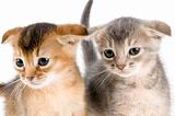 Kittens in studio  on a neutral background