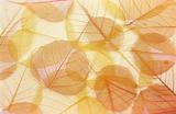 Dry colored leaves - background