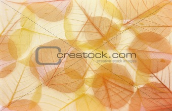 Dry colored leaves - background