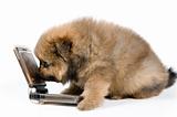 Puppy of the spitz-dog with phone