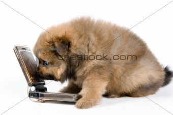 Puppy of the spitz-dog with phone