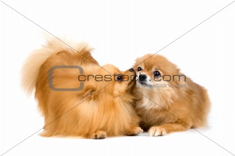 Two spitz-dogs in studio