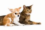 The puppy chihuahua and cat