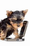 The puppy with a mobile phone