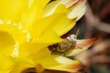 Grasshoppers and yellow echinopsis flower