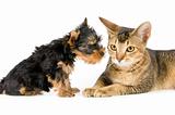 The terrier and cat