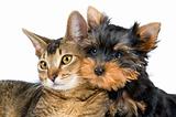 The terrier and cat