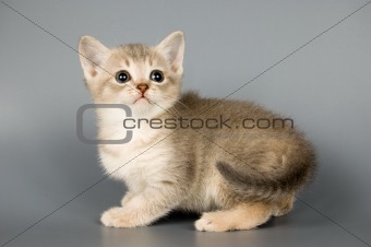 Kitten whom the first time poses in studio 