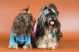 Two lap-dogs  in studio