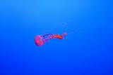 Red Jellyfish swimming in blue water