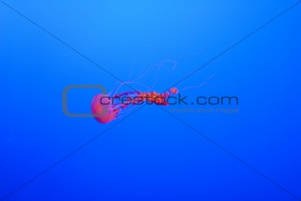 Red Jellyfish swimming in blue water