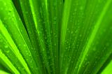 green palm leaf after rain