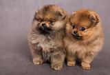Two puppies of the spitz-dog