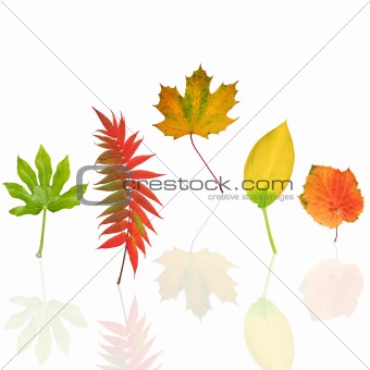 Dancing Leaves of Autumn