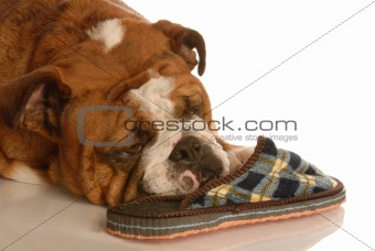 dog with slipper