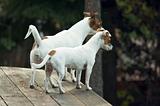 Jack Russell Terriers Ready to Hunt