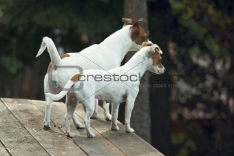 Jack Russell Terriers Ready to Hunt