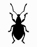 Weevil (Curculionidae)