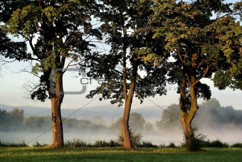 Morning landscape with trees