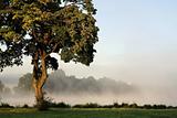 Misty morning with tree