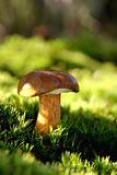 Brown mushroom on a green moss