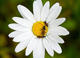 Three small bugs on a camomile