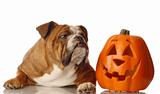 dog with halloween pumpkin