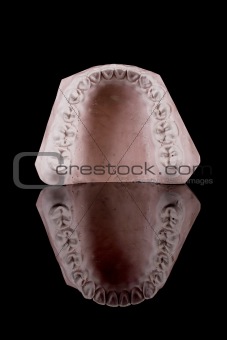 human teeth, model 