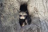 Baby Raccoon In A Tree