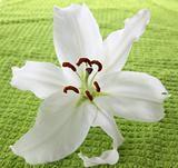 White lilia on green towel