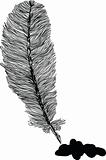 feather illustration
